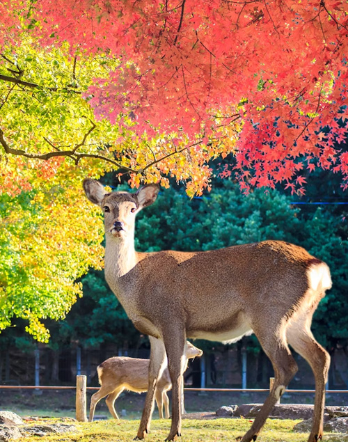 Nara