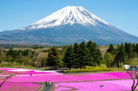 5 Day Pre/Post Cruise Tokyo, Mount Fuji & Hakone Tour Package