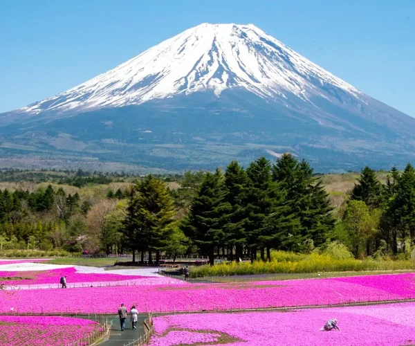 5 Day Pre/Post Cruise Tokyo, Mount Fuji & Hakone Tour Package
