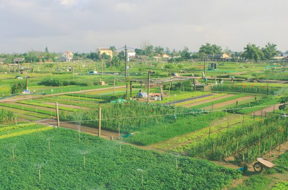HERB GARDEN COOKING CLASS (L)