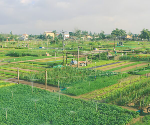 HERB GARDEN COOKING CLASS (L)
